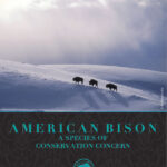 american-bison